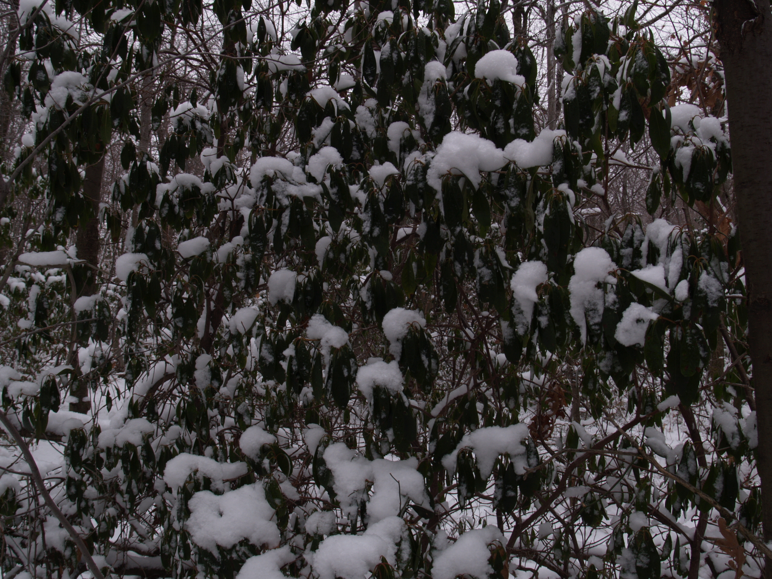 2006-01-07-12-07-10.OR-OLYMP-E-1--