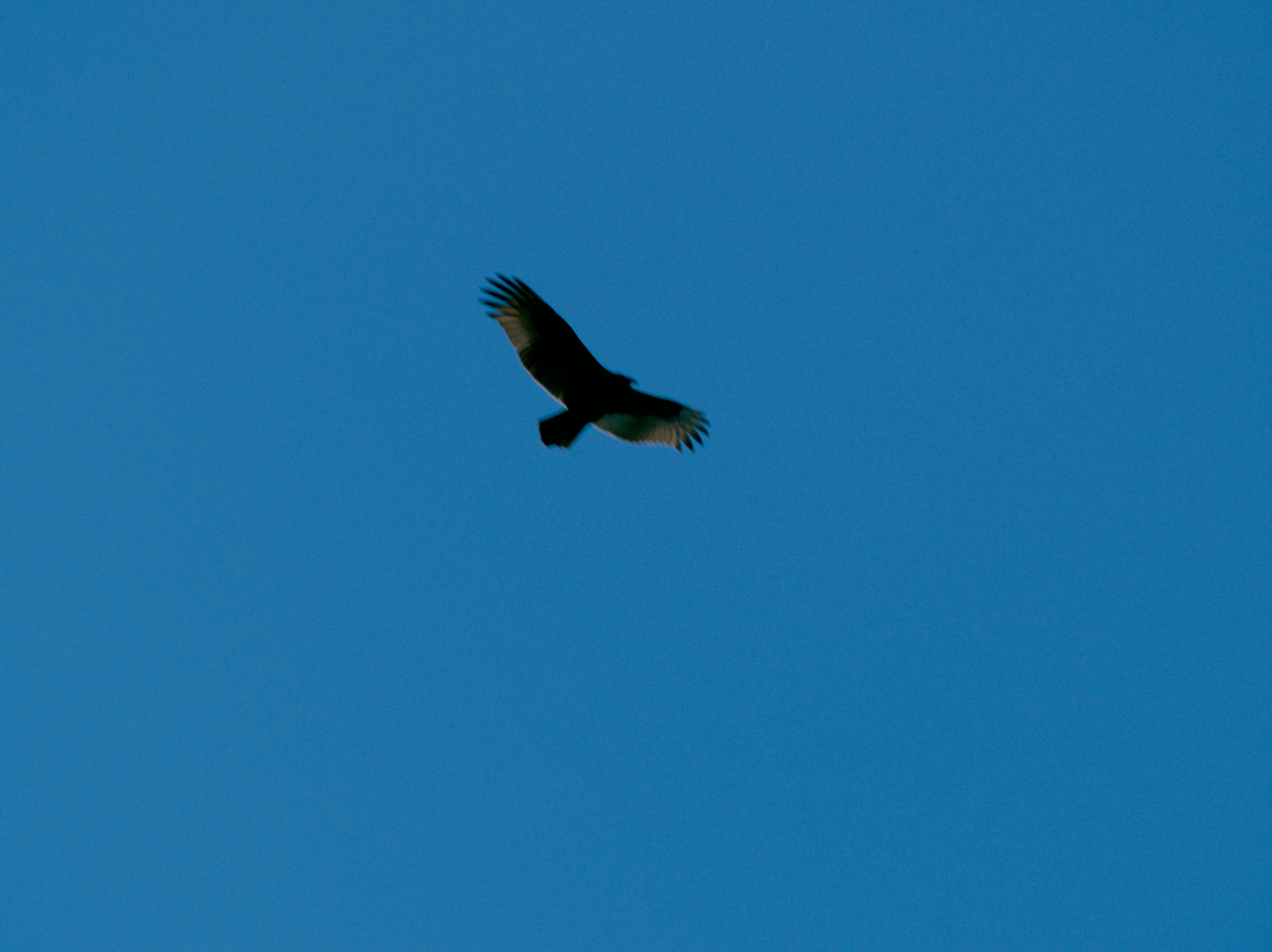 2006-10-07-11-18-52.OR-OLYMP-E-1--