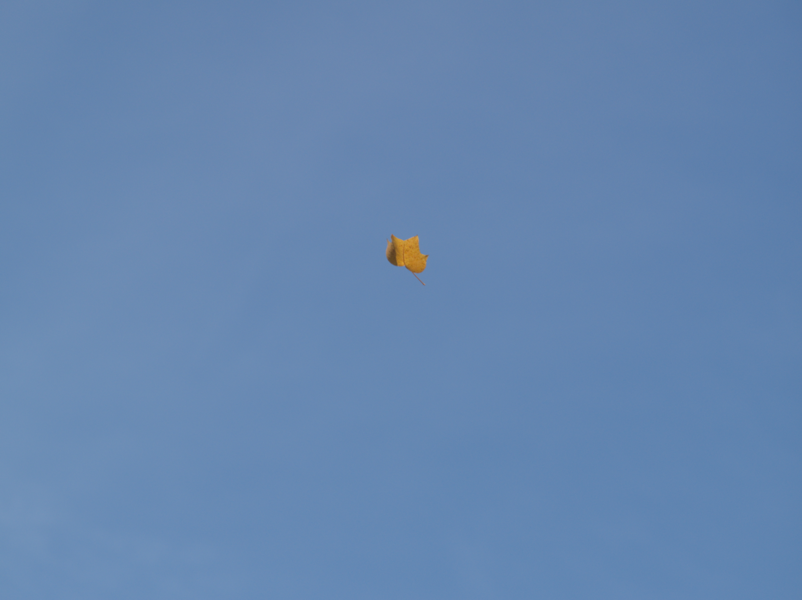 2006-11-04-11-18-02.OR-OLYMP-E-1--