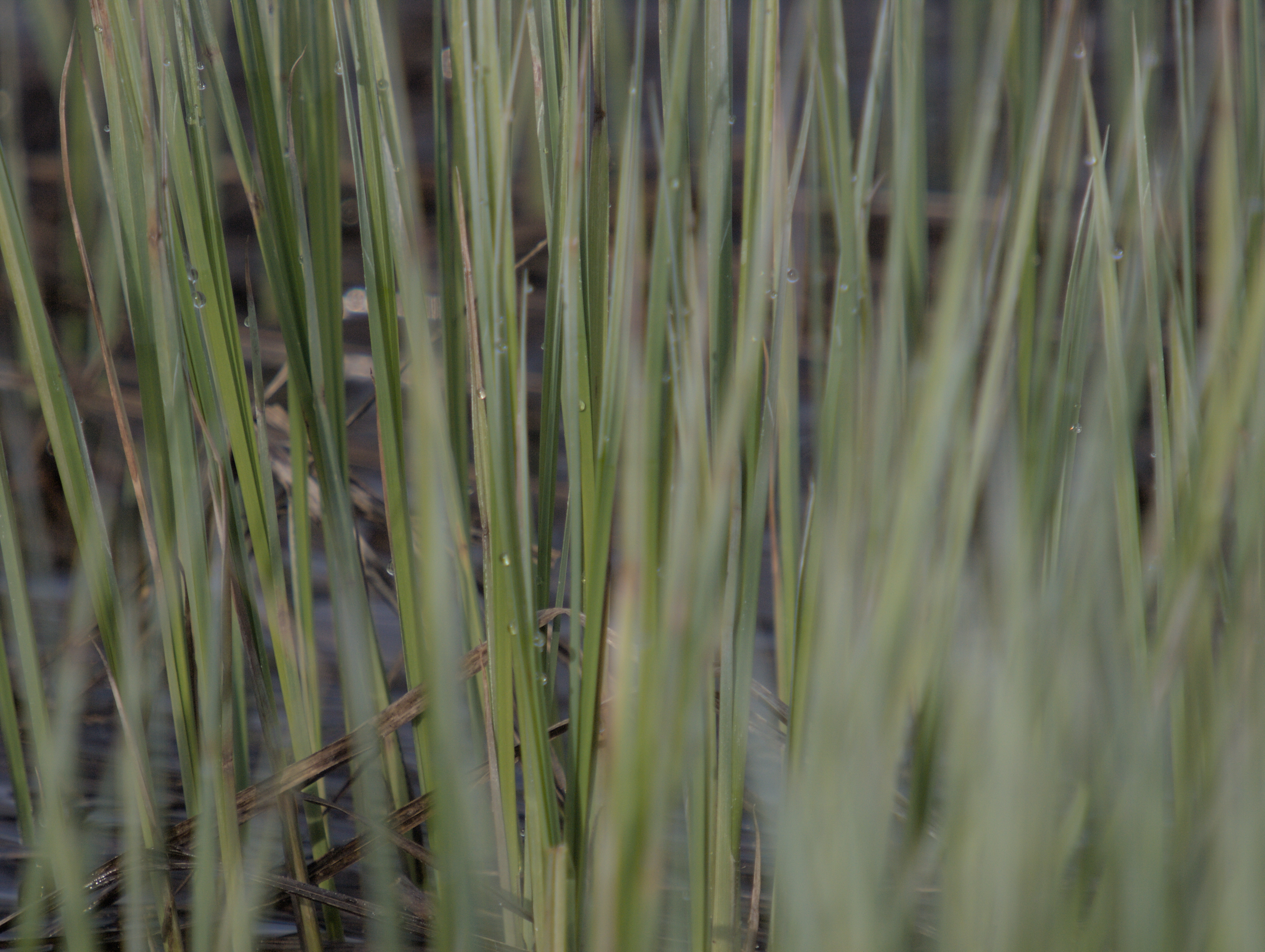 2008-04-19-08-48-34.OR-OLYMP-E-3--