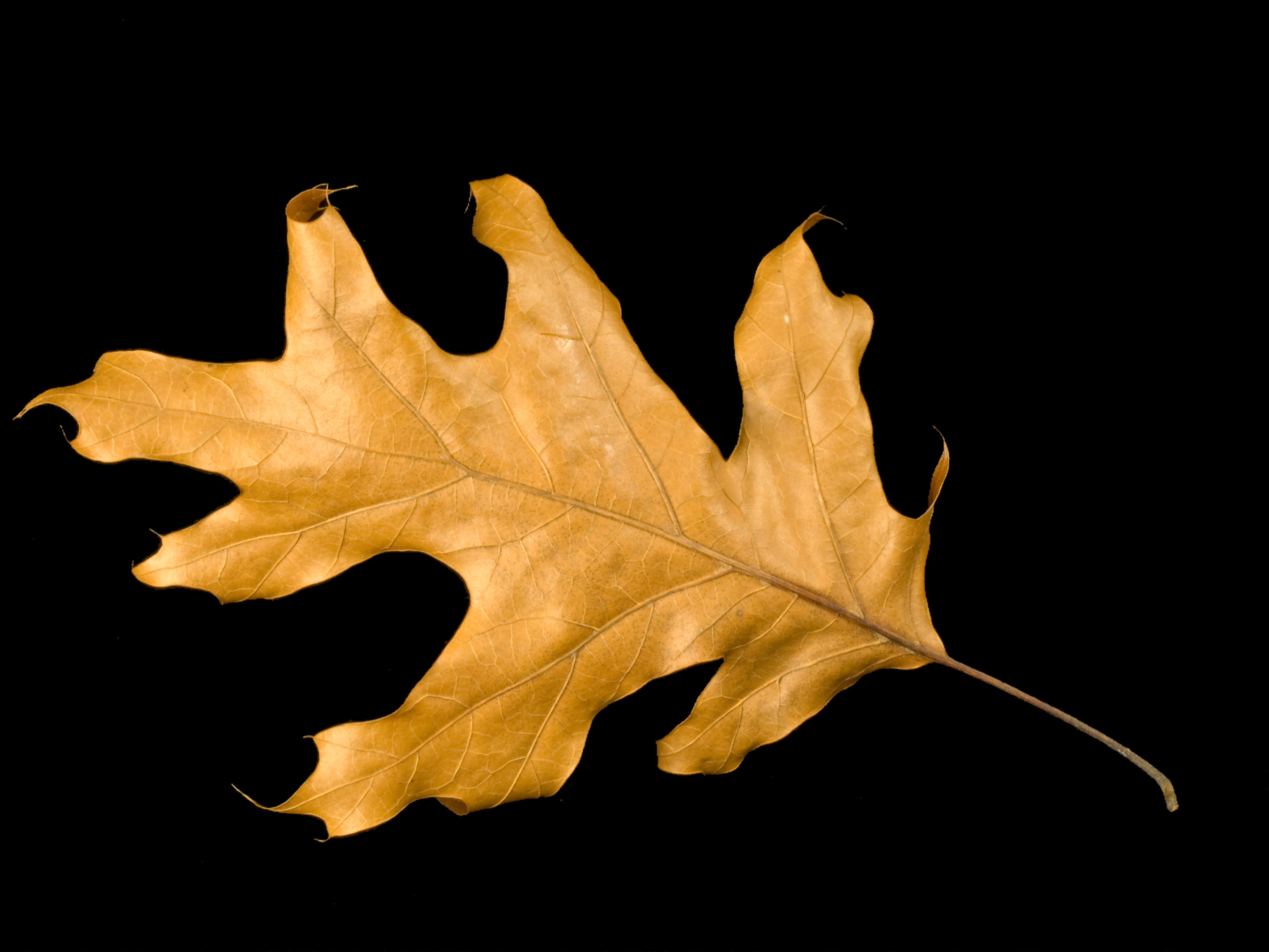 2008-11-10-22-56-06.OR-OLYMP-E-3--