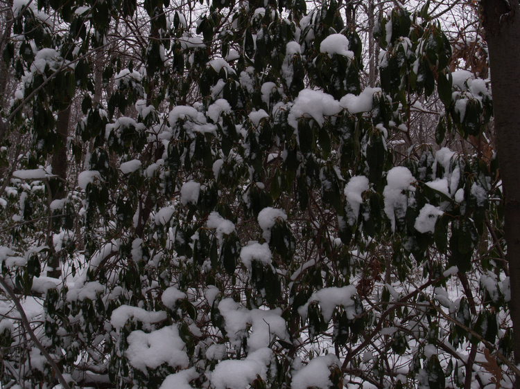 2006-01-07-12-07-10.OR-OLYMP-E-1--
