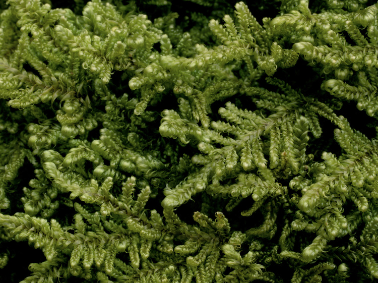 2006-02-25-11-45-02.OR-OLYMP-E-1--