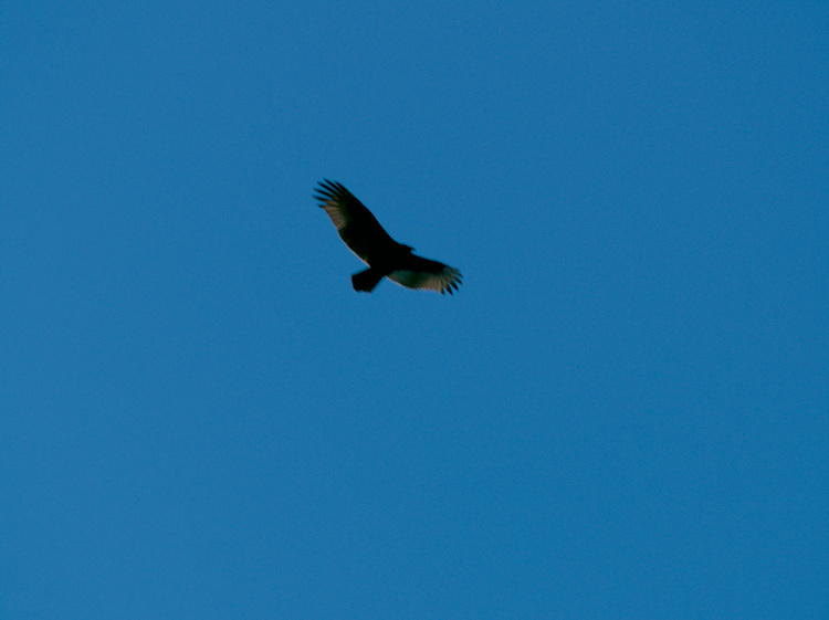 2006-10-07-11-18-52.OR-OLYMP-E-1--