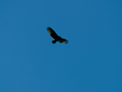 2006-10-07-11-18-52.OR-OLYMP-E-1--