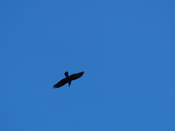 2006-10-07-11-20-52.OR-OLYMP-E-1--